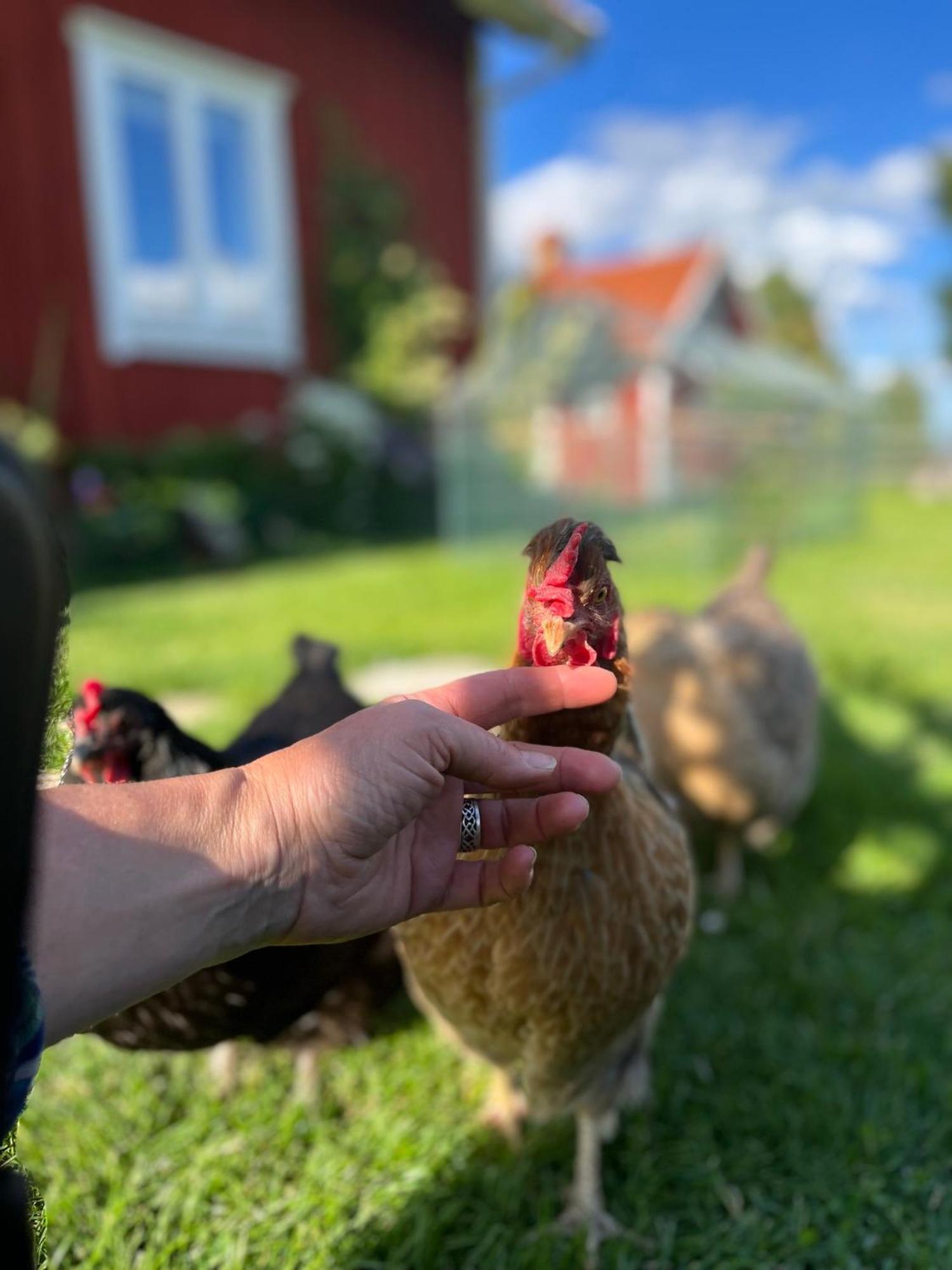 Lavendeltorpet Bed & Breakfast Haggum Eksteriør bilde