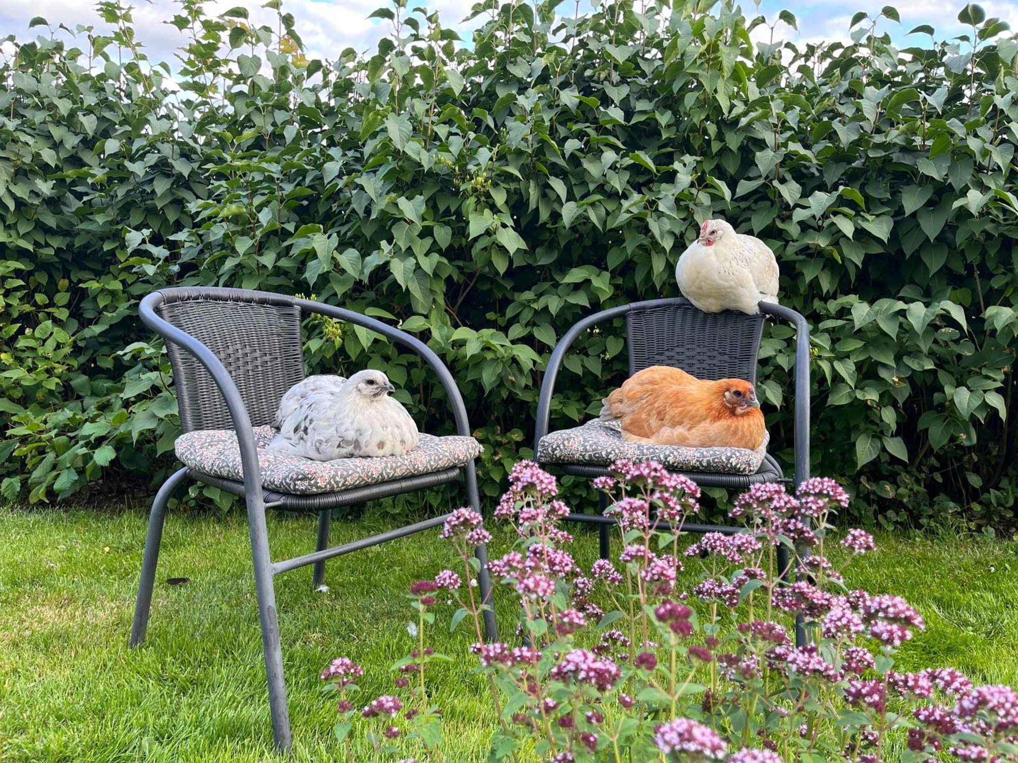 Lavendeltorpet Bed & Breakfast Haggum Eksteriør bilde